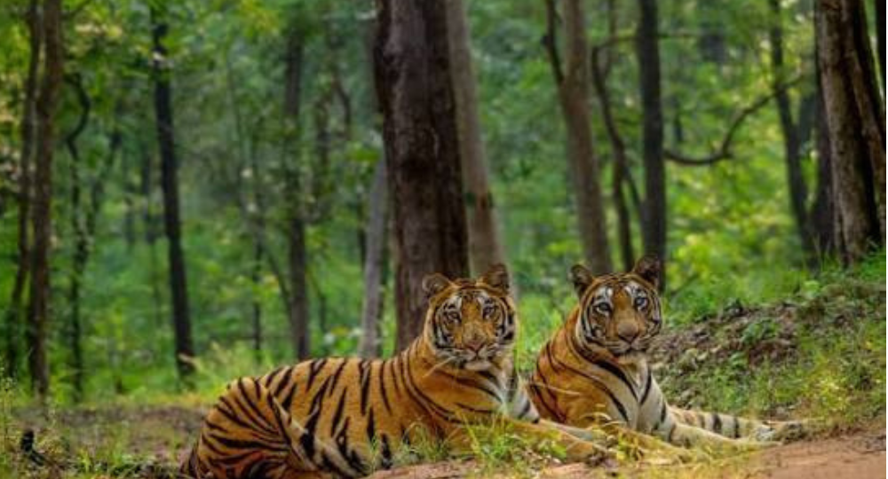 Wildlife & Eco Tours