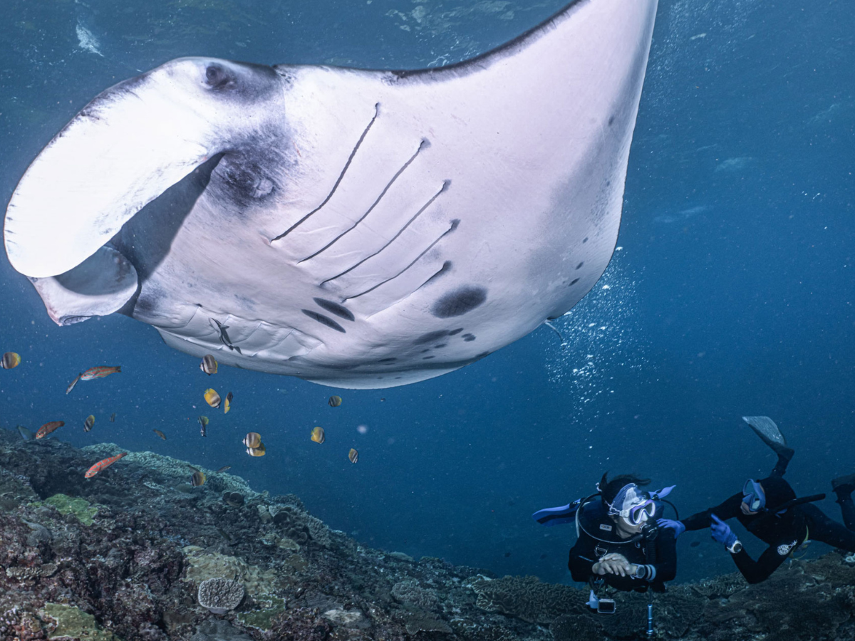 Nusa Penida Manta Ray Scuba Diving — 2-Dive Trip from Bali